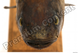 Common chub Squalius cephalus head mouth 0002.jpg